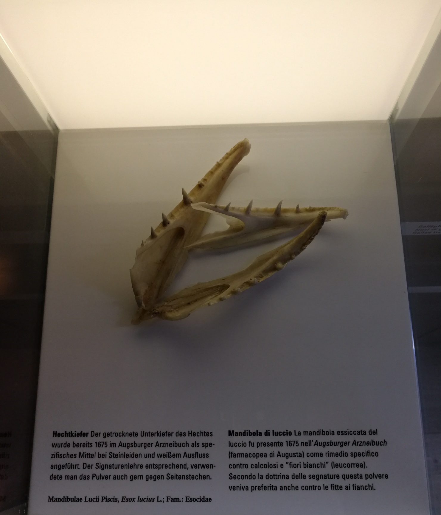 Pharmaziemuseum - Museo della farmacia - 7.JPG